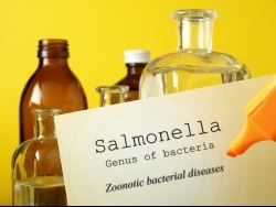 Salmonella bacteria